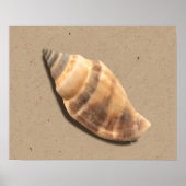 Brown and Tan Striped Conch Shell Print (Voorkant)