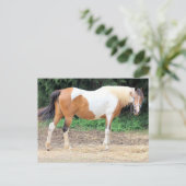 Brown And White Horse With A Light Blue Bridle Briefkaart (Staand voorkant)