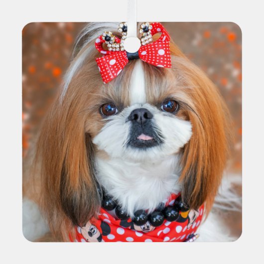 Brown and White Shih Tzu Puppy Dog Metalen Ornament (Voorkant)