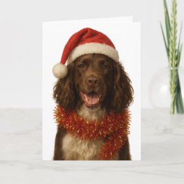 Brown and white Sprocker Spaniel Christmas card Kaart