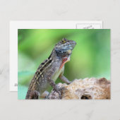 Brown Anole Lizard Briefkaart (Voorkant / Achterkant)