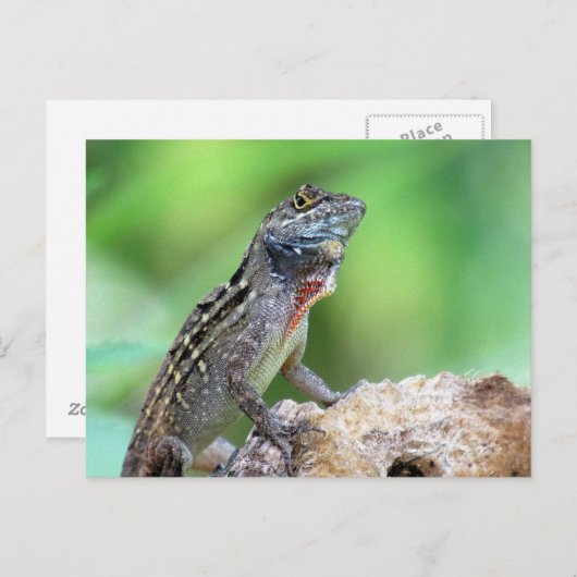 Brown Anole Lizard Briefkaart (Voorkant / Achterkant)