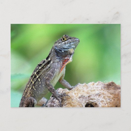 Brown Anole Lizard Briefkaart (Voorkant)