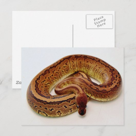 Brown Ball Python Briefkaart (Voorkant / Achterkant)