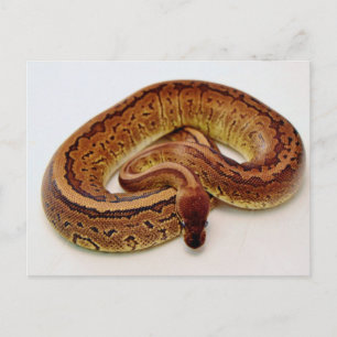 Brown Ball Python Briefkaart