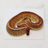Brown Ball Python Briefkaart (Voorkant)