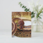 Brown Ball Python Resting Briefkaart (Staand voorkant)