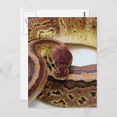 Brown Ball Python Resting Briefkaart (Voorkant / Achterkant)