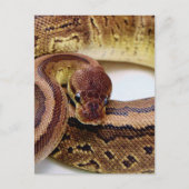 Brown Ball Python Resting Briefkaart (Voorkant)