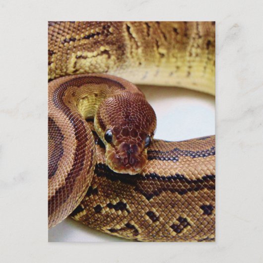 Brown Ball Python Resting Briefkaart (Voorkant)