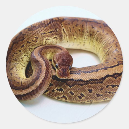 Brown Ball Python Rusting Ronde Sticker (Voorkant)