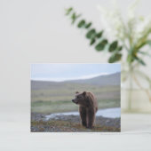Brown Bear at the Katmai Preserve Briefkaart (Staand voorkant)