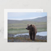 Brown Bear at the Katmai Preserve Briefkaart (Voorkant / Achterkant)