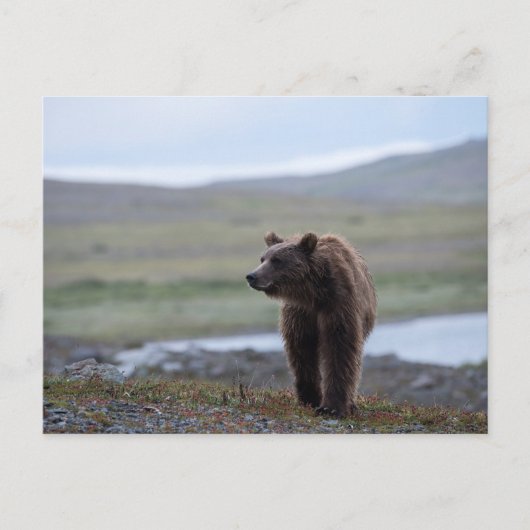 Brown Bear at the Katmai Preserve Briefkaart (Voorkant)