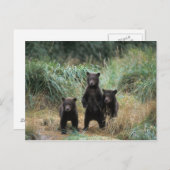 brown bear, Ursus arctos, grizzly bear, Ursus 7 Briefkaart (Voorkant / Achterkant)