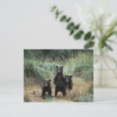 brown bear, Ursus arctos, grizzly bear, Ursus 7 Briefkaart (Staand voorkant)