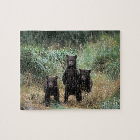 brown bear, Ursus arctos, grizzly bear, Ursus 7 Legpuzzel (Horizontaal)