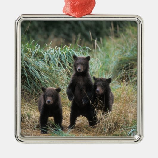 brown bear, Ursus arctos, grizzly bear, Ursus 7 Metalen Ornament (Voorkant)