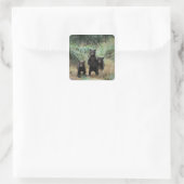 brown bear, Ursus arctos, grizzly bear, Ursus 7 Vierkante Sticker (Tas)