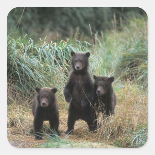 brown bear, Ursus arctos, grizzly bear, Ursus 7 Vierkante Sticker (Voorkant)