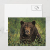 brown bear, Ursus arctos, grizzly bear, Ursus 9 Briefkaart (Voorkant / Achterkant)