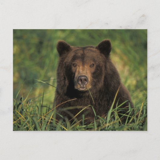 brown bear, Ursus arctos, grizzly bear, Ursus 9 Briefkaart (Voorkant)