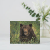 brown bear, Ursus arctos, grizzly bear, Ursus 9 Briefkaart (Staand voorkant)