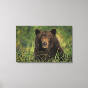 brown bear, Ursus arctos, grizzly bear, Ursus 9 Canvas Afdruk