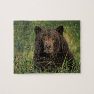 brown bear, Ursus arctos, grizzly bear, Ursus 9 Legpuzzel