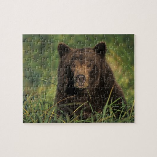 brown bear, Ursus arctos, grizzly bear, Ursus 9 Legpuzzel (Horizontaal)
