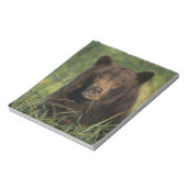 brown bear, Ursus arctos, grizzly bear, Ursus 9 Notitieblok (Linkerzijde)