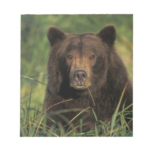 brown bear, Ursus arctos, grizzly bear, Ursus 9 Notitieblok (Voorkant)