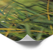 brown bear, Ursus arctos, grizzly bear, Ursus 9 Poster (Hoek)