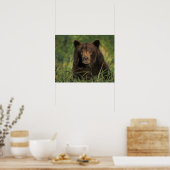 brown bear, Ursus arctos, grizzly bear, Ursus 9 Poster (Keuken)