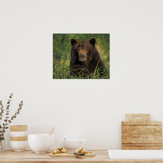 brown bear, Ursus arctos, grizzly bear, Ursus 9 Poster (Keuken)