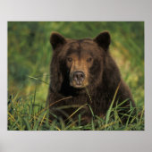 brown bear, Ursus arctos, grizzly bear, Ursus 9 Poster (Voorkant)