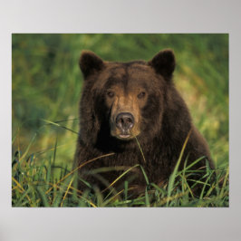 brown bear, Ursus arctos, grizzly bear, Ursus 9 Poster