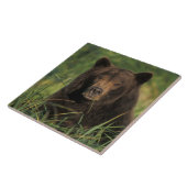 brown bear, Ursus arctos, grizzly bear, Ursus 9 Tegeltje (Zijkant)