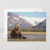 brown bear, Ursus arctos, grizzly bear, Ursus Briefkaart (Voorkant / Achterkant)