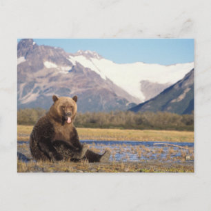 brown bear, Ursus arctos, grizzly bear, Ursus Briefkaart