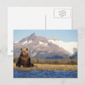 brown bear, Ursus arctos, grizzly bear, Ursus Briefkaart (Voorkant / Achterkant)