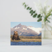 brown bear, Ursus arctos, grizzly bear, Ursus Briefkaart (Staand voorkant)