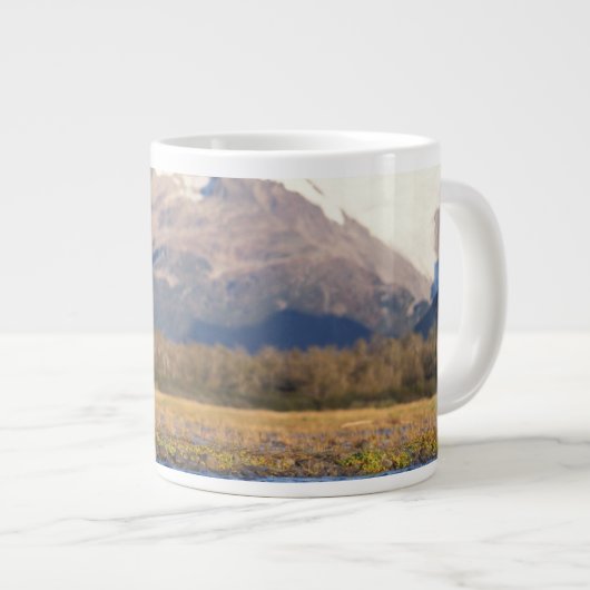 brown bear, Ursus arctos, grizzly bear, Ursus Grote Koffiekop (Voorkant rechts)