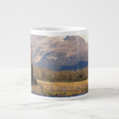 brown bear, Ursus arctos, grizzly bear, Ursus Grote Koffiekop (Voorkant)