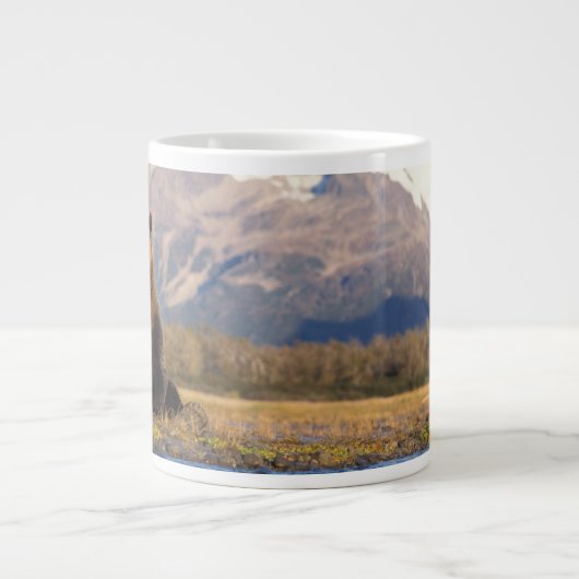 brown bear, Ursus arctos, grizzly bear, Ursus Grote Koffiekop (Voorkant)