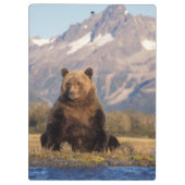 brown bear, Ursus arctos, grizzly bear, Ursus Klembord (Achterkant)