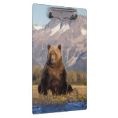brown bear, Ursus arctos, grizzly bear, Ursus Klembord (Rechts)