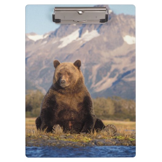 brown bear, Ursus arctos, grizzly bear, Ursus Klembord (Voorkant)