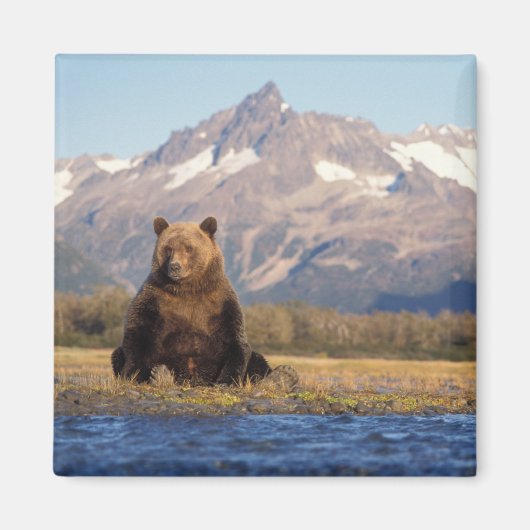 brown bear, Ursus arctos, grizzly bear, Ursus Magneet (Voorkant)