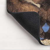 brown bear, Ursus arctos, grizzly bear, Ursus Muismat (Hoek)